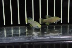 画像3: 【淡水魚】【通販】ノソブランキウス ハッソーニ BUKEYA【1ペア サンプル画像販売】(卵生メダカ)（生体）（熱帯魚）NK (3)