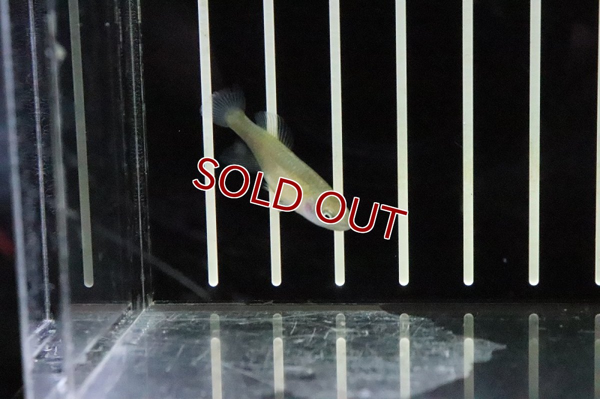 画像4: 【淡水魚】ノソブランキウス ハッソーニ BUKEYA【1ペア サンプル画像販売】(卵生メダカ)（生体）（熱帯魚）NK (4)