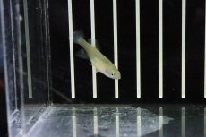 画像4: 【淡水魚】【通販】ノソブランキウス ハッソーニ BUKEYA【1ペア サンプル画像販売】(卵生メダカ)（生体）（熱帯魚）NK (4)