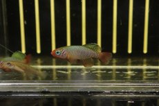 画像1: 【淡水魚】【通販】ノソブランキウス ルブリピンニス TAN2017-23【1匹 サンプル画像販売】(メダカ科)（生体）（熱帯魚）NK (1)