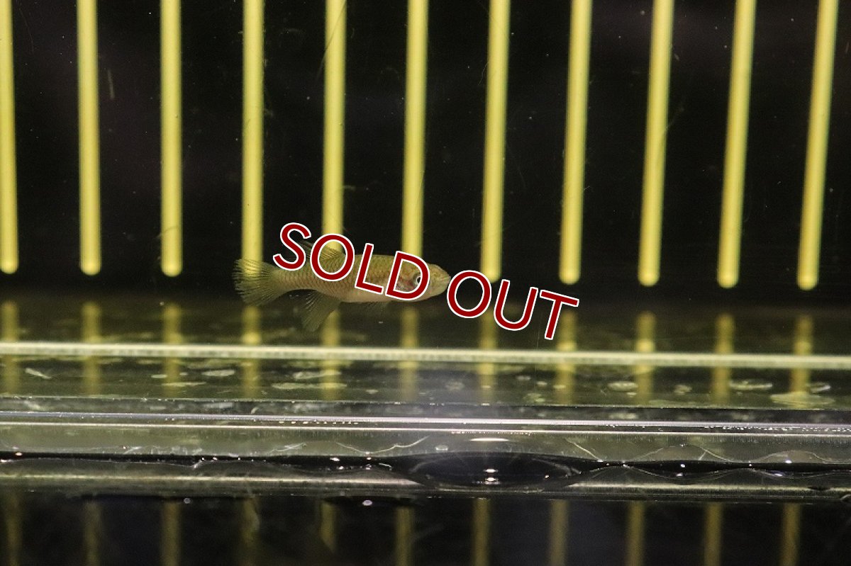 画像2: 【淡水魚】ノソブランキウス ルブリピンニス TAN2017-23【1匹 サンプル画像販売】(メダカ科)（生体）（熱帯魚）NK (2)