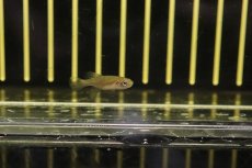 画像2: 【淡水魚】【通販】ノソブランキウス ルブリピンニス TAN2017-23【1匹 サンプル画像販売】(メダカ科)（生体）（熱帯魚）NK (2)