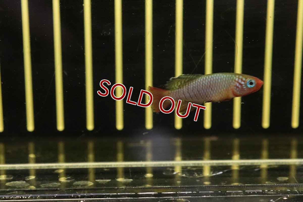 画像4: 【淡水魚】ノソブランキウス ルブリピンニス TAN2017-23【1匹 サンプル画像販売】(メダカ科)（生体）（熱帯魚）NK (4)