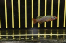 画像4: 【淡水魚】【通販】ノソブランキウス ルブリピンニス TAN2017-23【1匹 サンプル画像販売】(メダカ科)（生体）（熱帯魚）NK (4)