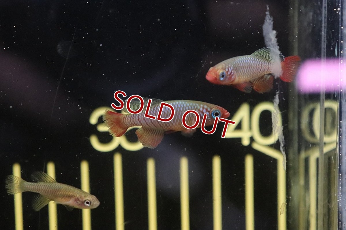 画像5: 【淡水魚】ノソブランキウス ルブリピンニス TAN2017-23【1匹 サンプル画像販売】(メダカ科)（生体）（熱帯魚）NK (5)