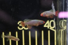 画像5: 【淡水魚】【通販】ノソブランキウス ルブリピンニス TAN2017-23【1匹 サンプル画像販売】(メダカ科)（生体）（熱帯魚）NK (5)