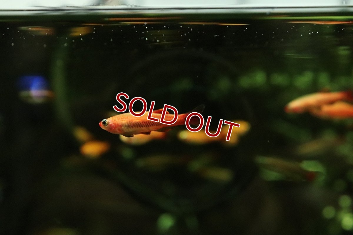 画像2: 【淡水魚】初入荷 スカーレッドゴールデンアカヒレ【1匹 サンプル画像販売】(メダカ科)（生体）（熱帯魚）NKＯ (2)