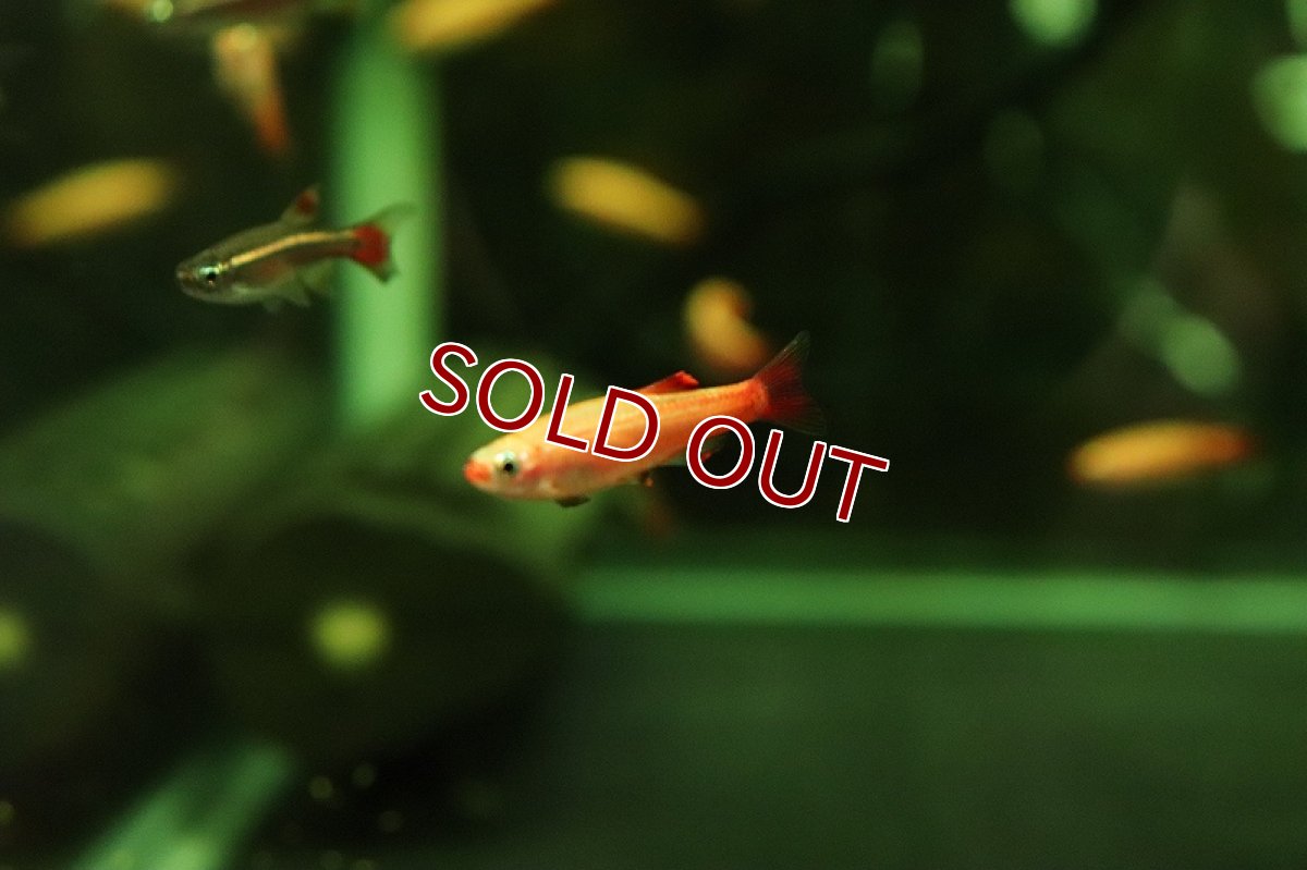 画像3: 【淡水魚】初入荷 スカーレッドゴールデンアカヒレ【1匹 サンプル画像販売】(メダカ科)（生体）（熱帯魚）NKＯ (3)