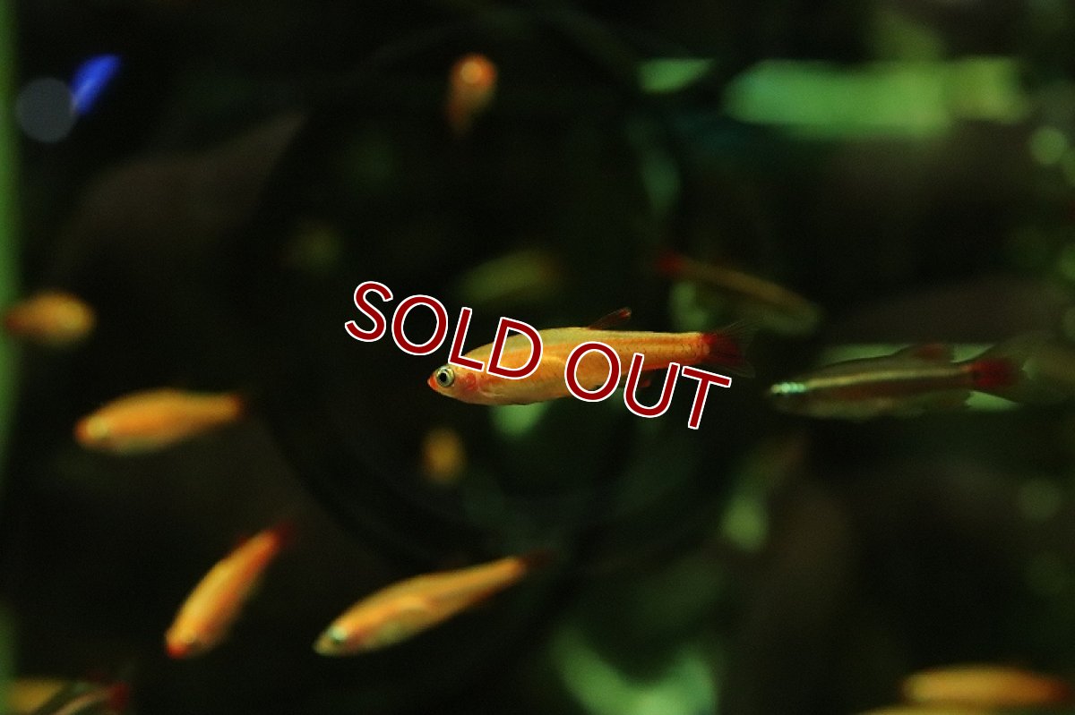 画像4: 【淡水魚】初入荷 スカーレッドゴールデンアカヒレ【1匹 サンプル画像販売】(メダカ科)（生体）（熱帯魚）NKＯ (4)