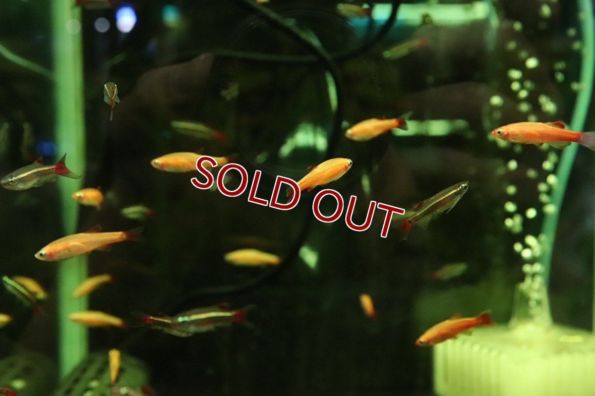 画像5: 【淡水魚】初入荷 スカーレッドゴールデンアカヒレ【1匹 サンプル画像販売】(メダカ科)（生体）（熱帯魚）NKＯ (5)