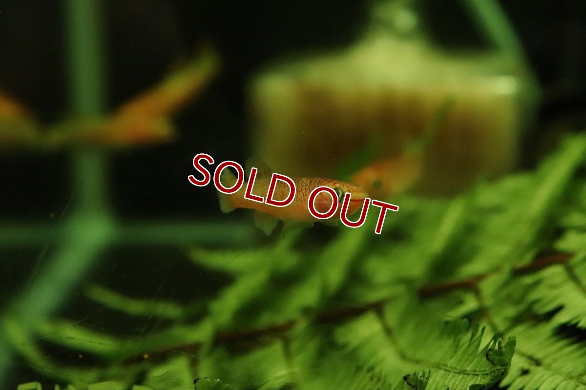 画像2: 【淡水魚】アフィオセミオン クリスティ【1ペア サンプル画像販売】(メダカ科)（生体）（熱帯魚）NK (2)