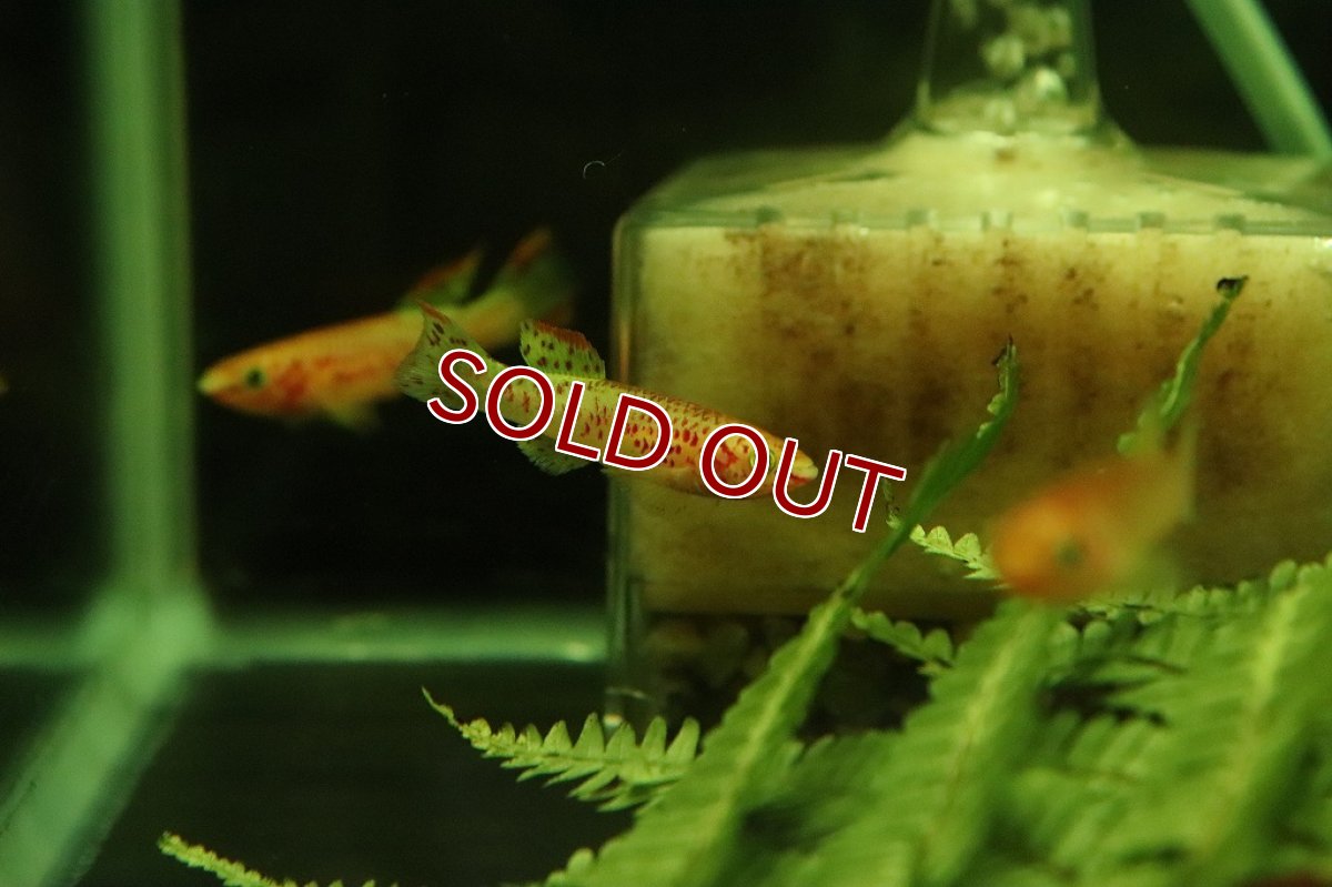 画像3: 【淡水魚】アフィオセミオン クリスティ【1ペア サンプル画像販売】(メダカ科)（生体）（熱帯魚）NK (3)