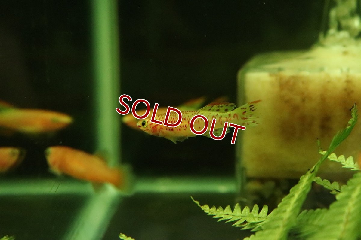 画像4: 【淡水魚】アフィオセミオン クリスティ【1ペア サンプル画像販売】(メダカ科)（生体）（熱帯魚）NK (4)