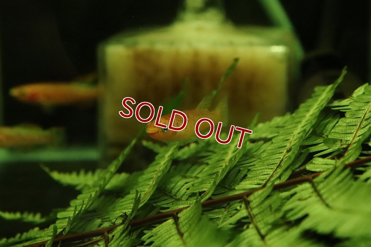 画像5: 【淡水魚】アフィオセミオン クリスティ【1ペア サンプル画像販売】(メダカ科)（生体）（熱帯魚）NK (5)