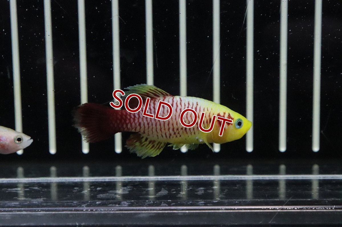 画像2: 【淡水魚】ソノブランキウス ギュンテリーゴールド【1ペア サンプル画像販売】(メダカ科)（生体）（熱帯魚）NK (2)