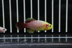 画像2: 【淡水魚】【通販】ソノブランキウス ギュンテリーゴールド【1ペア サンプル画像販売】(メダカ科)（生体）（熱帯魚）NK (2)