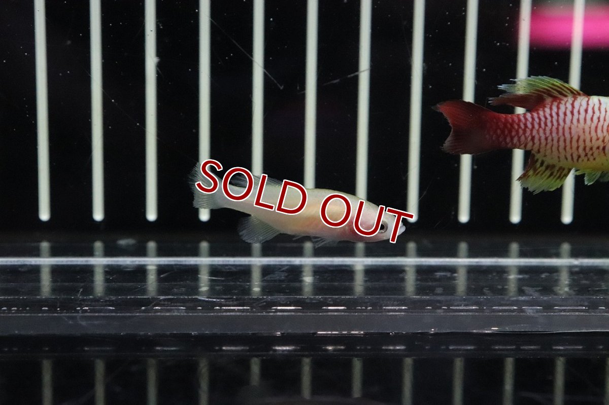 画像3: 【淡水魚】ソノブランキウス ギュンテリーゴールド【1ペア サンプル画像販売】(メダカ科)（生体）（熱帯魚）NK (3)