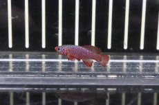 画像1: 【淡水魚】【通販】ノソブランキウス カーディナリス【１ペア サンプル画像】(卵生メダカ)（生体）（熱帯魚）NK (1)