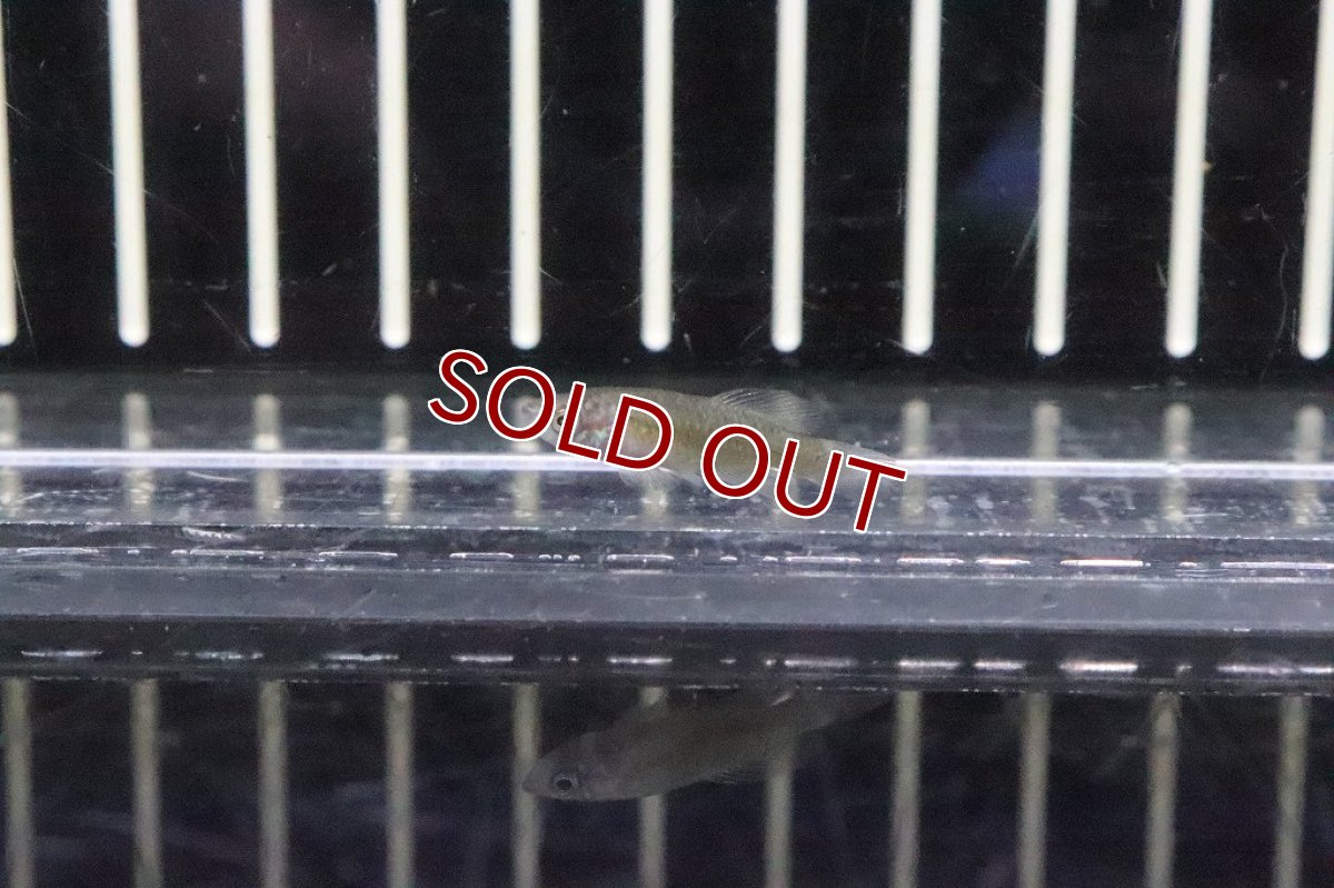 画像2: 【淡水魚】ノソブランキウス カーディナリス【１ペア サンプル画像】(卵生メダカ)（生体）（熱帯魚）NK (2)