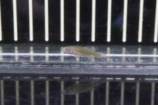 画像2: 【淡水魚】【通販】ノソブランキウス カーディナリス【１ペア サンプル画像】(卵生メダカ)（生体）（熱帯魚）NK (2)