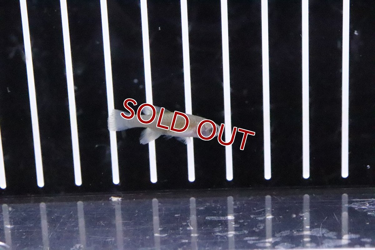 画像2: 【淡水魚】【通販】オス個体 ノソブランキウス ギュンテリー レッド【1匹 サンプル画像】(卵生メダカ)（生体）（熱帯魚）NK (2)