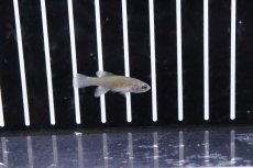 画像2: 【淡水魚】【通販】オス個体 ノソブランキウス ギュンテリー レッド【1匹 サンプル画像】(卵生メダカ)（生体）（熱帯魚）NK (2)
