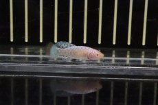 画像1: 【淡水魚】【通販】ノソブランキウス ラコビー アルビノ【１ペア サンプル画像】(卵生メダカ)（生体）（熱帯魚）NK (1)