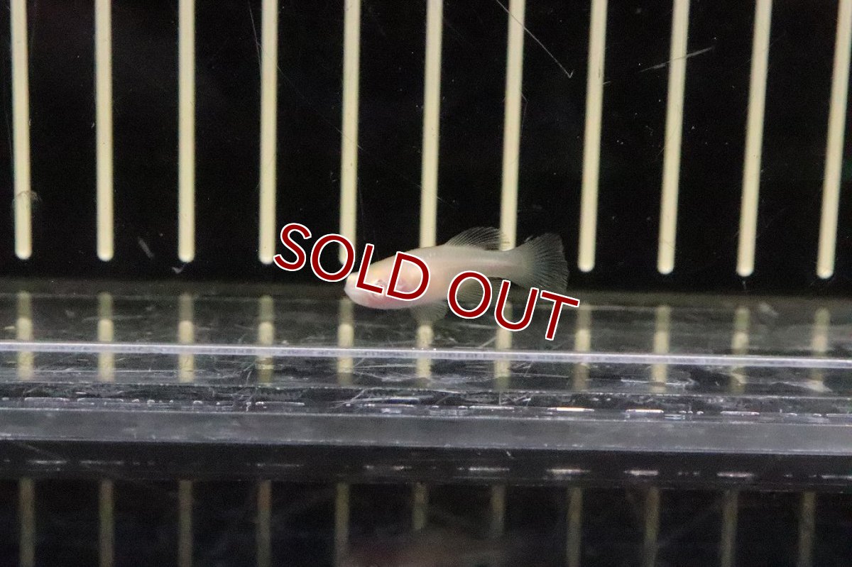 画像2: 【淡水魚】ノソブランキウス ラコビー アルビノ【１ペア サンプル画像】(卵生メダカ)（生体）（熱帯魚）NK (2)