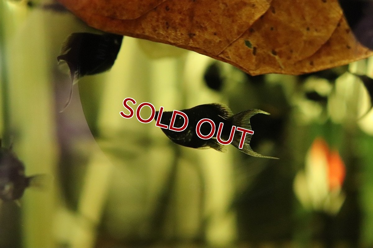 画像2: 【淡水魚】レア種 ブラックバルーンライヤーモーリー【1匹 サンプル画像】（メダカ科）（生体）（熱帯魚）NK (2)