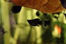 画像2: 【淡水魚】【通販】レア種 ブラックバルーンライヤーモーリー【1匹 サンプル画像】（メダカ科）（生体）（熱帯魚）NK (2)