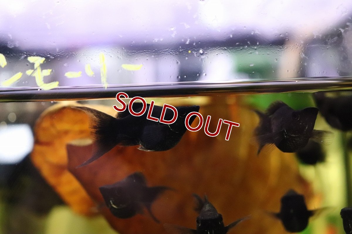 画像3: 【淡水魚】レア種 ブラックバルーンライヤーモーリー【1匹 サンプル画像】（メダカ科）（生体）（熱帯魚）NK (3)