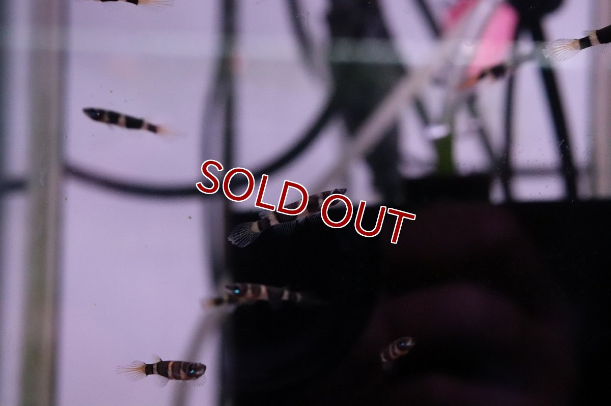 画像2: 【淡水魚】【通販】クラウンキリー【１匹 サンプル画像】(メダカ科)(生体)(熱帯魚)NK (2)