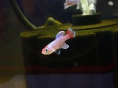 画像1: 【淡水魚】【通販】ノソブランキウス エガーサイ レッド【１匹 サンプル画像】(メダカ科)(生体)(熱帯魚)NK (1)