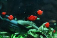 画像1: 【淡水魚】【通販】レア種 ショートボディ(バルーン) ブラックテールレッドプラティ【１匹 サンプル画像】(メダカ科)(生体)(熱帯魚)NK (1)