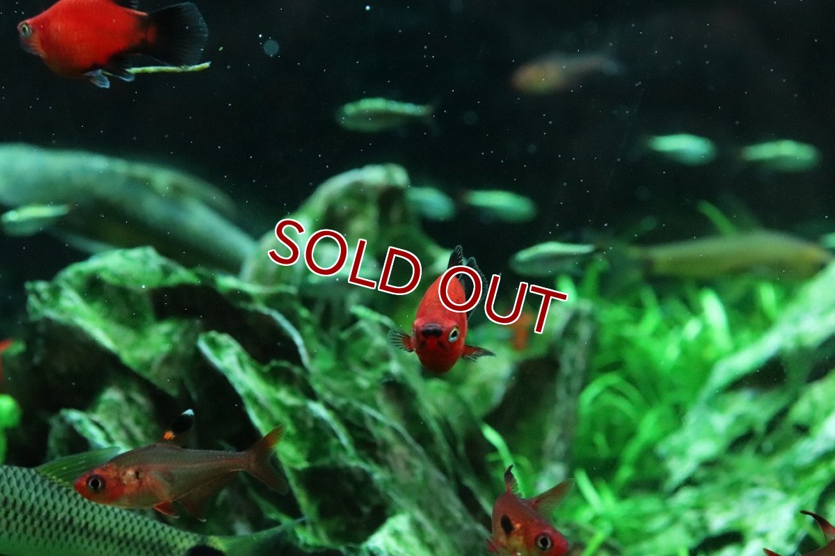 画像2: 【淡水魚】【通販】レア種 ショートボディ(バルーン) ブラックテールレッドプラティ【１匹 サンプル画像】(メダカ科)(生体)(熱帯魚)NK (2)