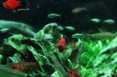 画像2: 【淡水魚】【通販】レア種 ショートボディ(バルーン) ブラックテールレッドプラティ【１匹 サンプル画像】(メダカ科)(生体)(熱帯魚)NK (2)
