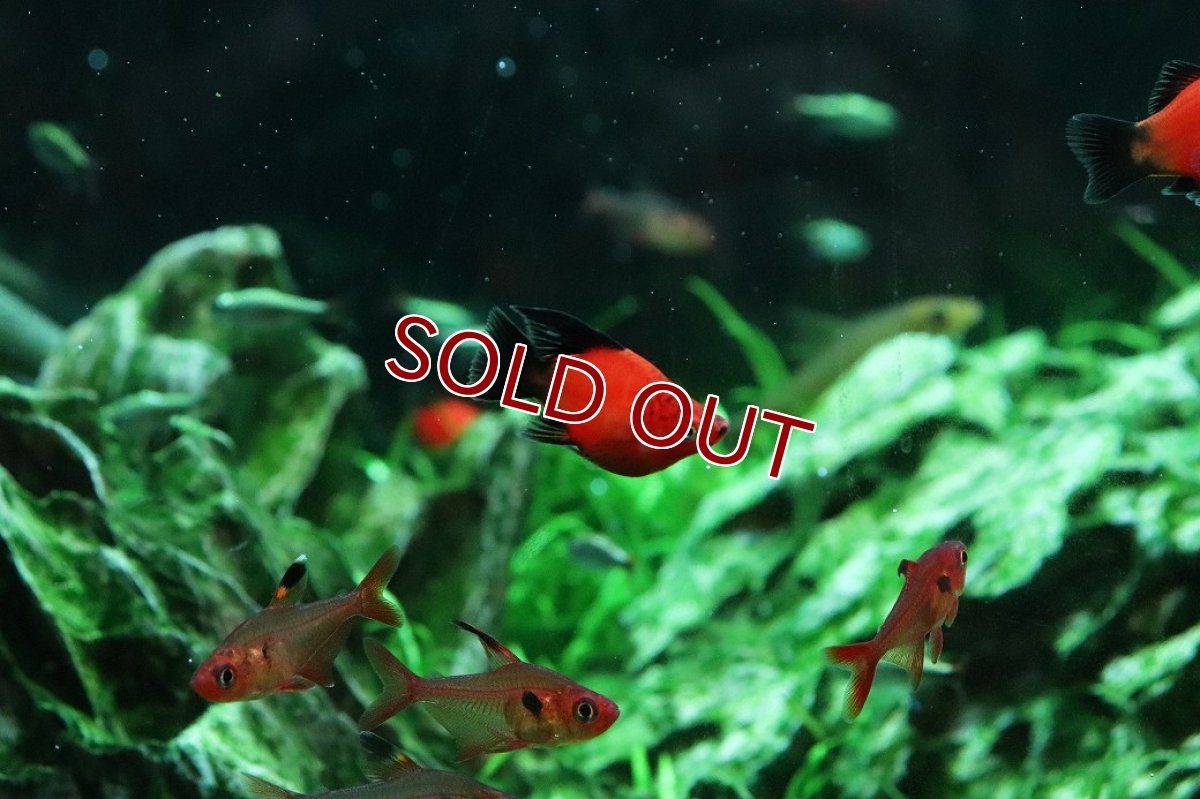 画像3: 【淡水魚】【通販】レア種 ショートボディ(バルーン) ブラックテールレッドプラティ【１匹 サンプル画像】(メダカ科)(生体)(熱帯魚)NK (3)