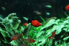 画像3: 【淡水魚】【通販】レア種 ショートボディ(バルーン) ブラックテールレッドプラティ【１匹 サンプル画像】(メダカ科)(生体)(熱帯魚)NK (3)