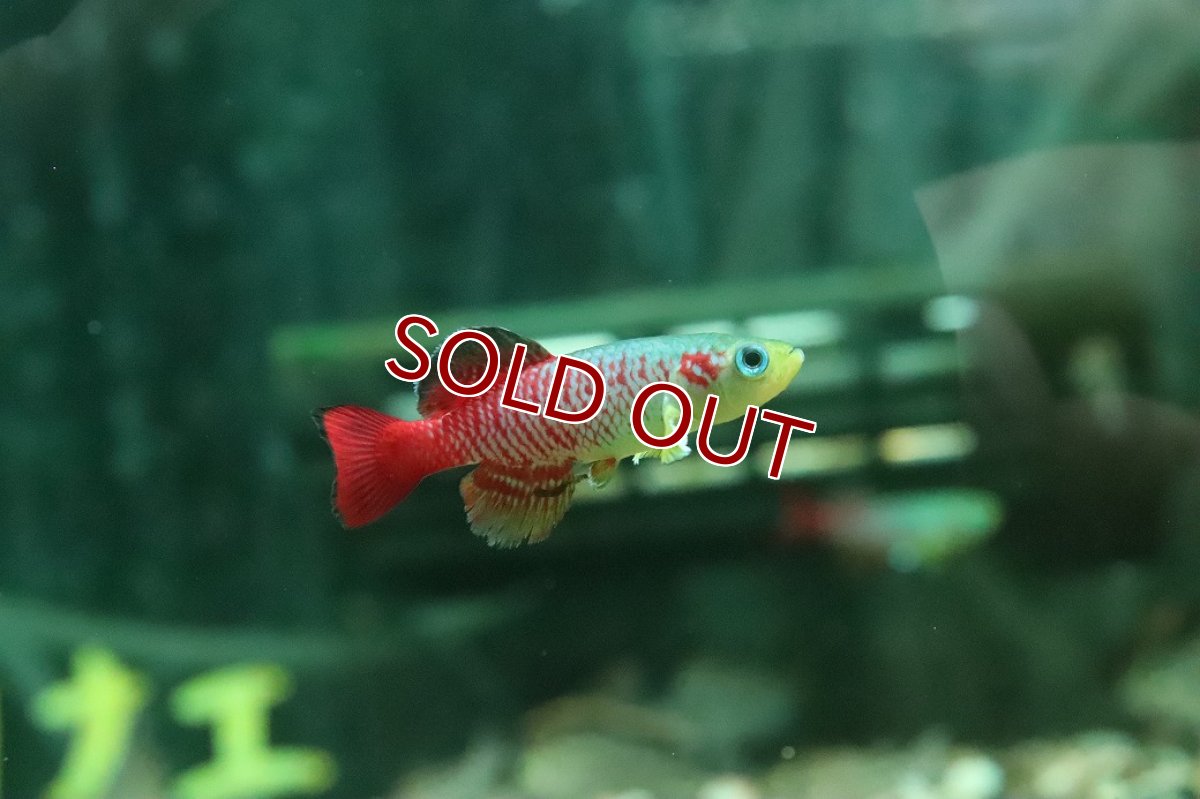 画像1: 【淡水魚】【通販】ノソブランキウス ギュンテリー【１ペア サンプル画像】(卵生メダカ)(生体)(熱帯魚)NK (1)