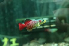 画像1: 【ウィンターセール 10％OFF対象商品】【淡水魚】【通販】ノソブランキウス ギュンテリー【１ペア サンプル画像】(卵生メダカ)(生体)(熱帯魚)NK (1)