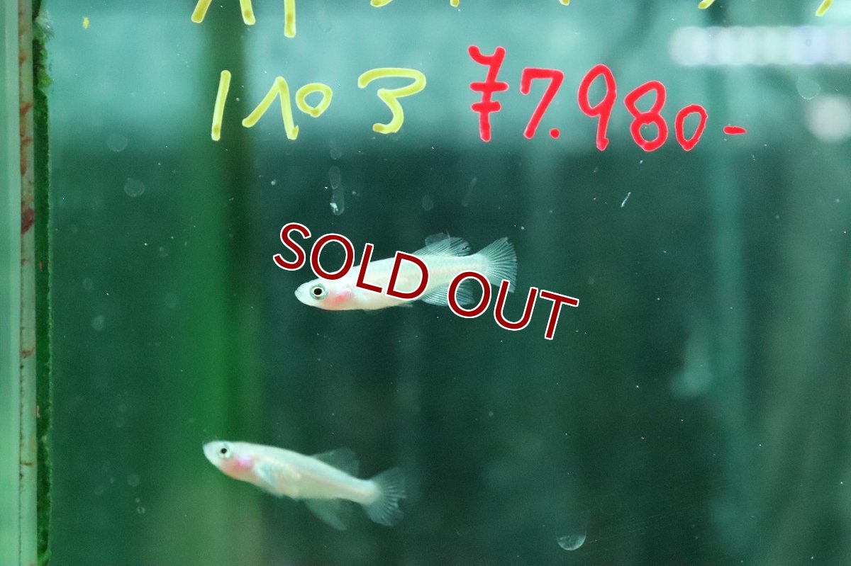 画像2: 【淡水魚】【通販】ノソブランキウス ギュンテリー【１ペア サンプル画像】(卵生メダカ)(生体)(熱帯魚)NK (2)