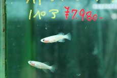 画像2: 【ウィンターセール 10％OFF対象商品】【淡水魚】【通販】ノソブランキウス ギュンテリー【１ペア サンプル画像】(卵生メダカ)(生体)(熱帯魚)NK (2)