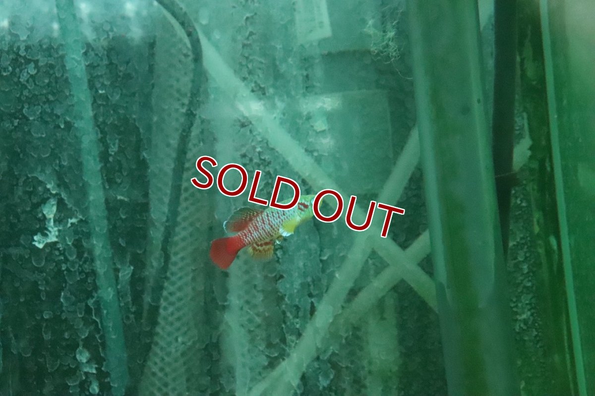 画像3: 【淡水魚】【通販】ノソブランキウス ギュンテリー【１ペア サンプル画像】(卵生メダカ)(生体)(熱帯魚)NK (3)