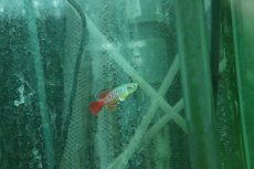 画像3: 【ウィンターセール 10％OFF対象商品】【淡水魚】【通販】ノソブランキウス ギュンテリー【１ペア サンプル画像】(卵生メダカ)(生体)(熱帯魚)NK (3)