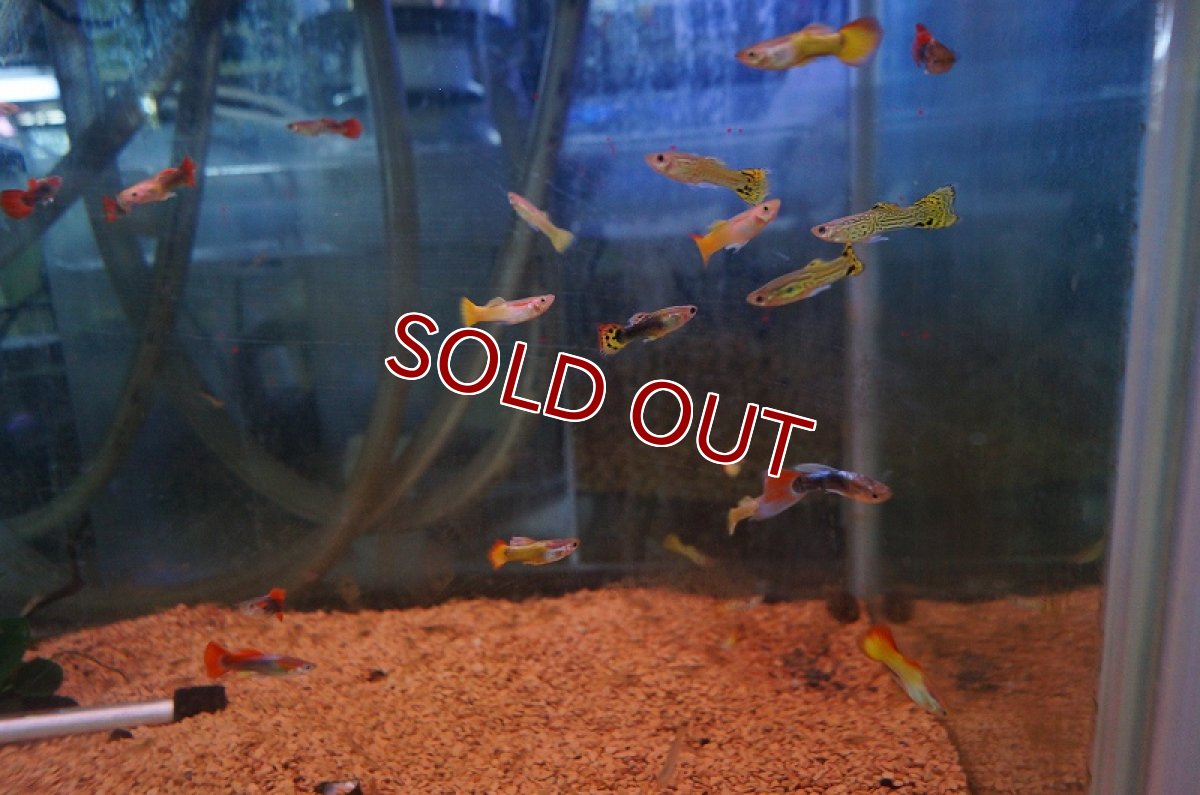 画像2: 【淡水魚】【通販】ミックス グッピー 【外国産】【1ペア サンプル画像】（生体）【メダカ科】（熱帯魚） (2)