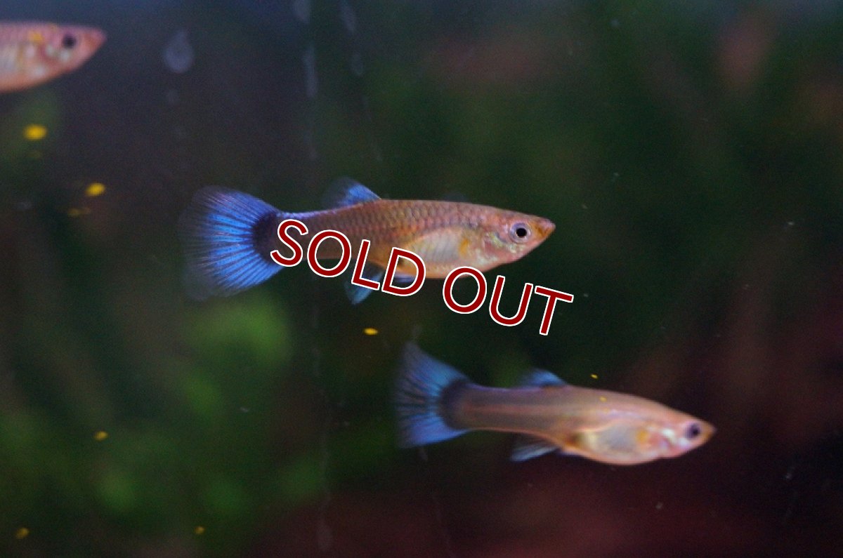 画像3: 【淡水魚】【通販】ミックス グッピー 【外国産】【1ペア サンプル画像】（生体）【メダカ科】（熱帯魚） (3)