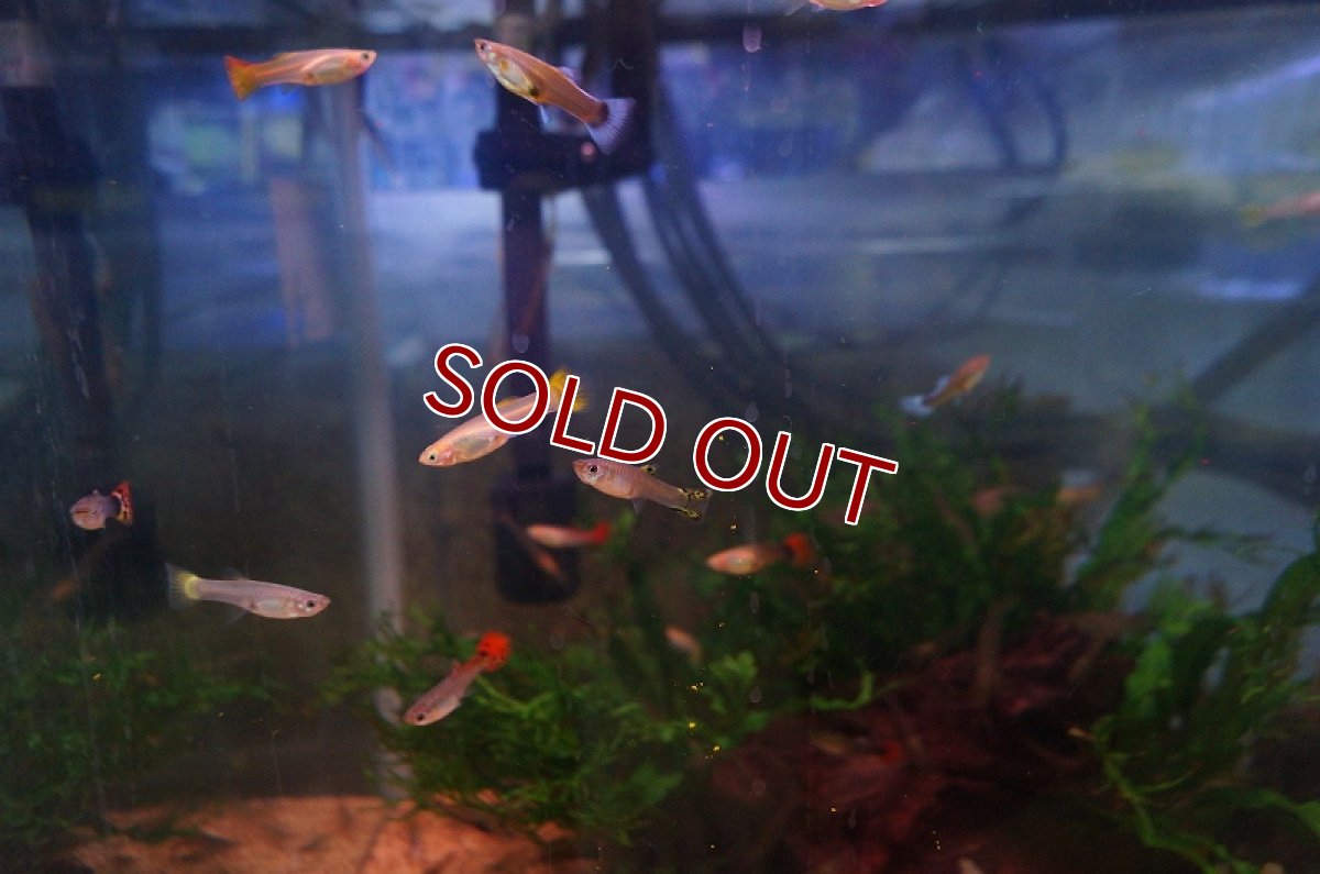 画像4: 【淡水魚】【通販】ミックス グッピー 【外国産】【1ペア サンプル画像】（生体）【メダカ科】（熱帯魚） (4)