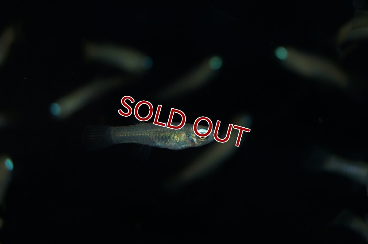 画像2: 【淡水魚】レア種 アフリカンランプアイ ワイルド【1匹 サンプル画像】（生体）【メダカ科】（熱帯魚） (2)