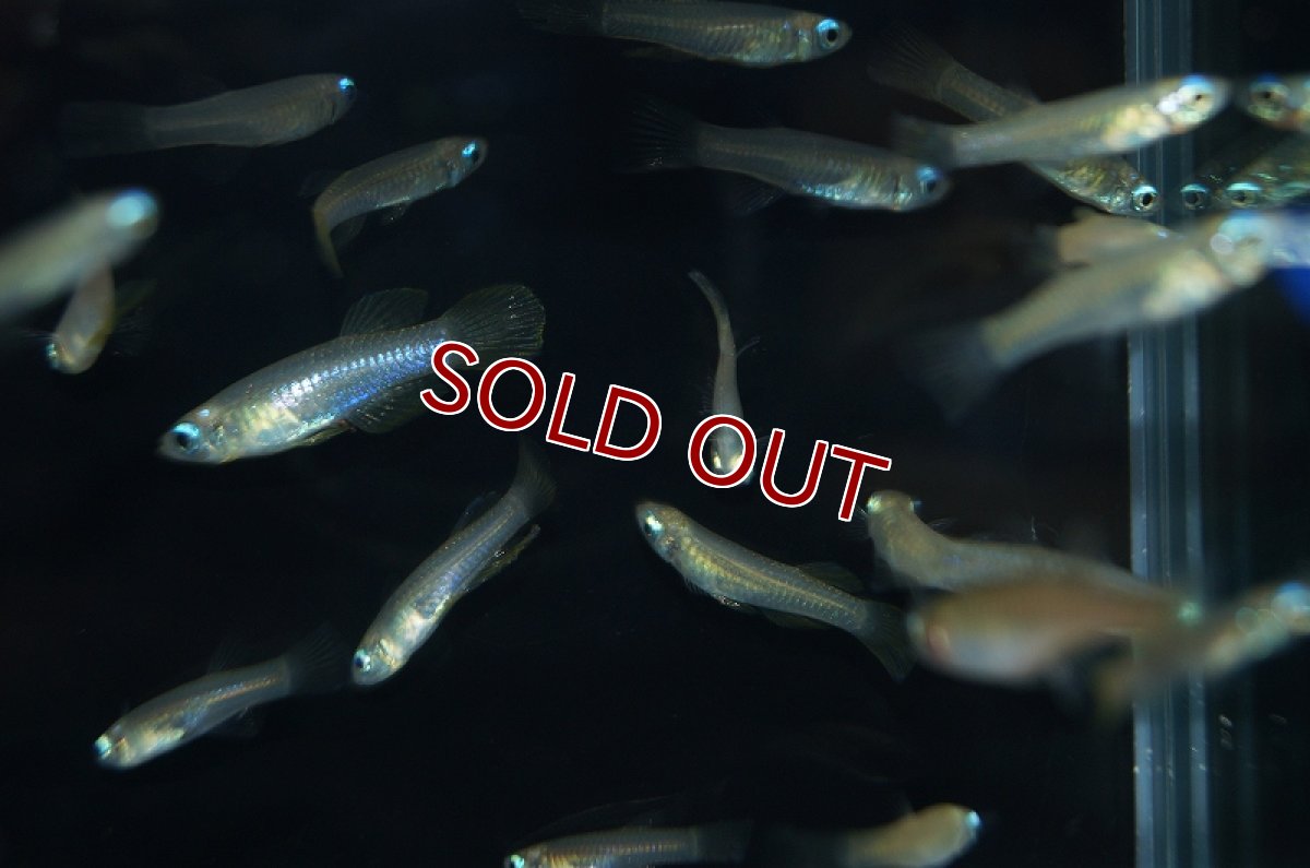 画像3: 【淡水魚】レア種 アフリカンランプアイ ワイルド【1匹 サンプル画像】（生体）【メダカ科】（熱帯魚） (3)