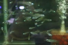 画像1: 【淡水魚】【通販】珍しいLサイズ アフリカンランプアイ【1匹】（生体）(メダカ科)（熱帯魚）ＮＫＩＫ (1)